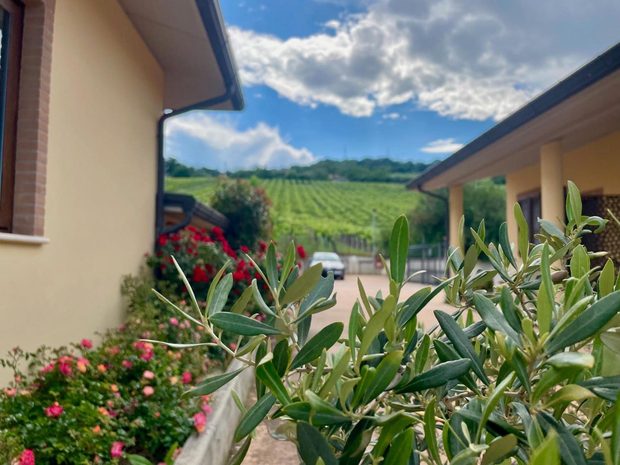 Vigneto - Italian Restaurant & B&B Villa Rosa Di Martinsicuro 外观 照片